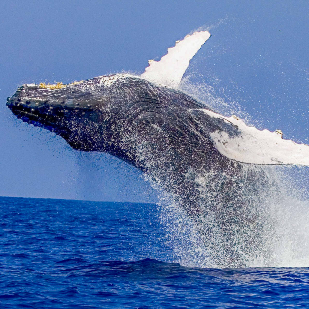 Kona Whale Watch Cruise Humpback Whale Jumping Out Of Water