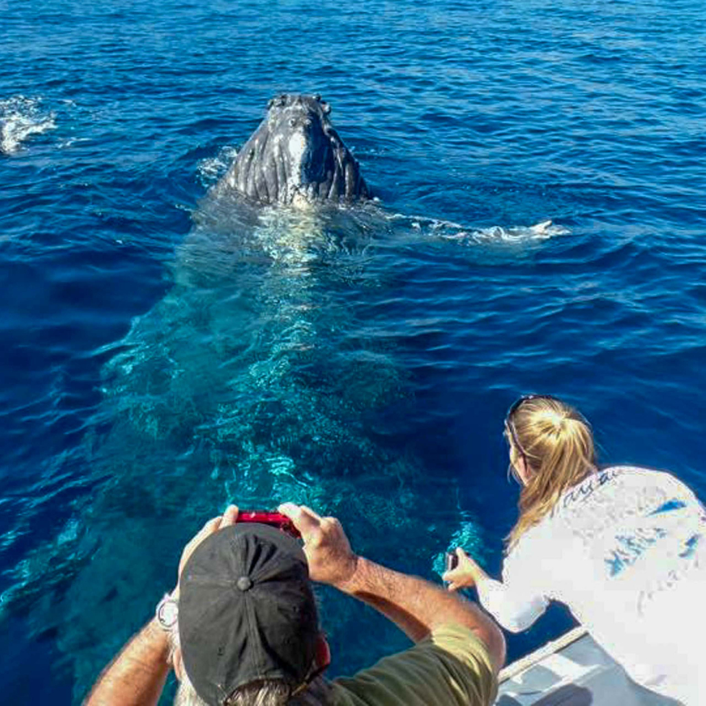 Kona Whale Watch Cruise Tourists Touching Whale