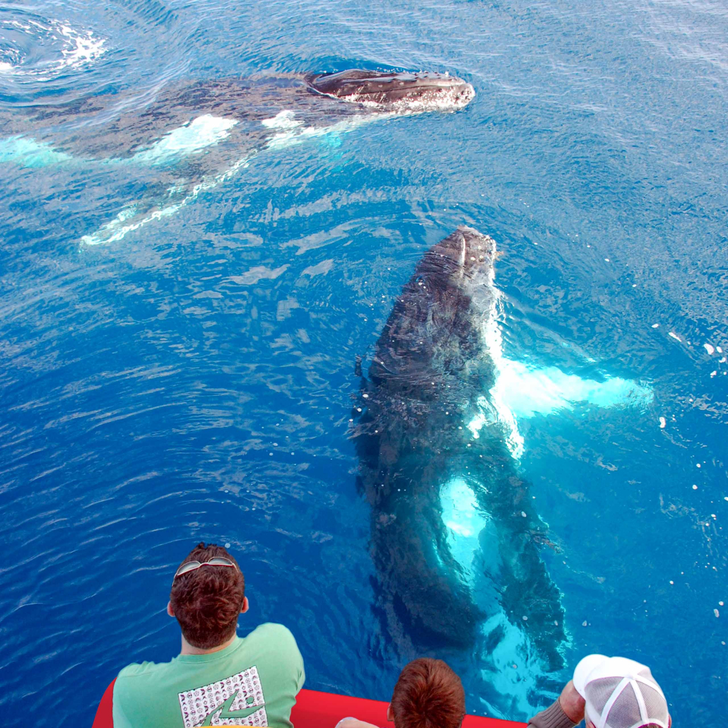 Kona Whale Watch Cruise Tourists Watch Two Whale