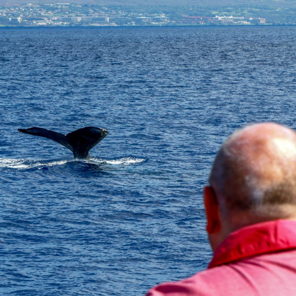 Kona Whale Watch Cruise Tourists Watch Whale Far
