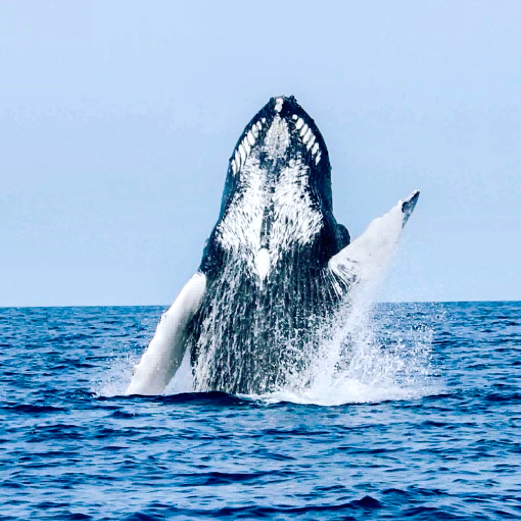 Kona Whale Watch Cruise Whale Flying