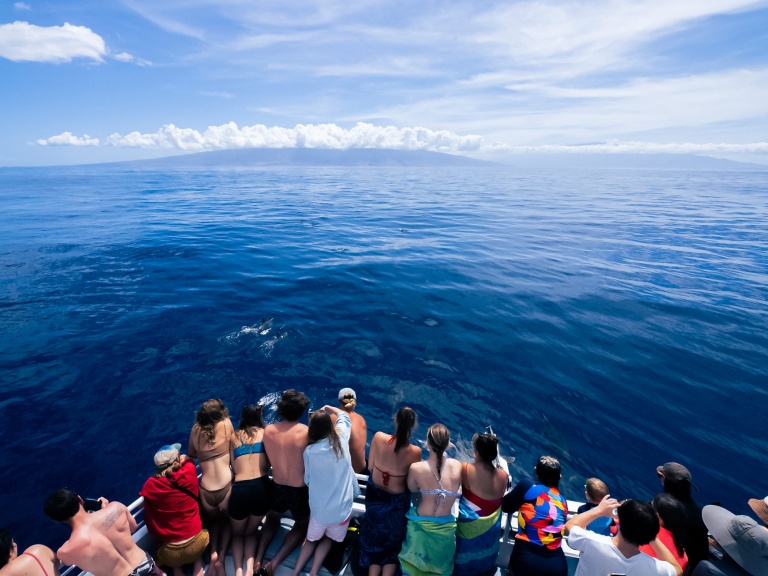 lahaina whale watching see the majestic humpbacks up close