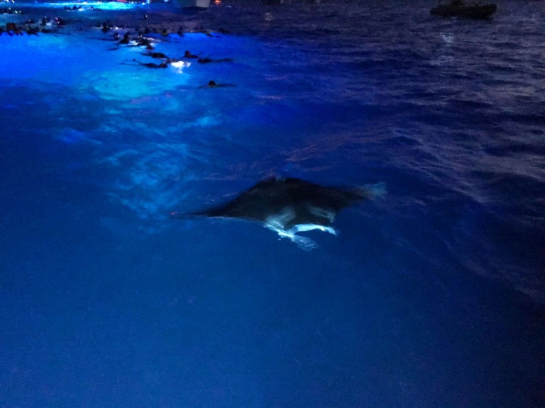 manta ray night snorkel tour biteme big island night time