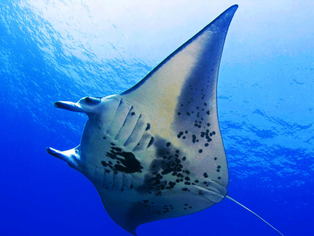 Manta Rays Gentle Giants Of The Sea And Snorkeling With Them Is An Unforgettable Experience Ocean Encounters Big Island