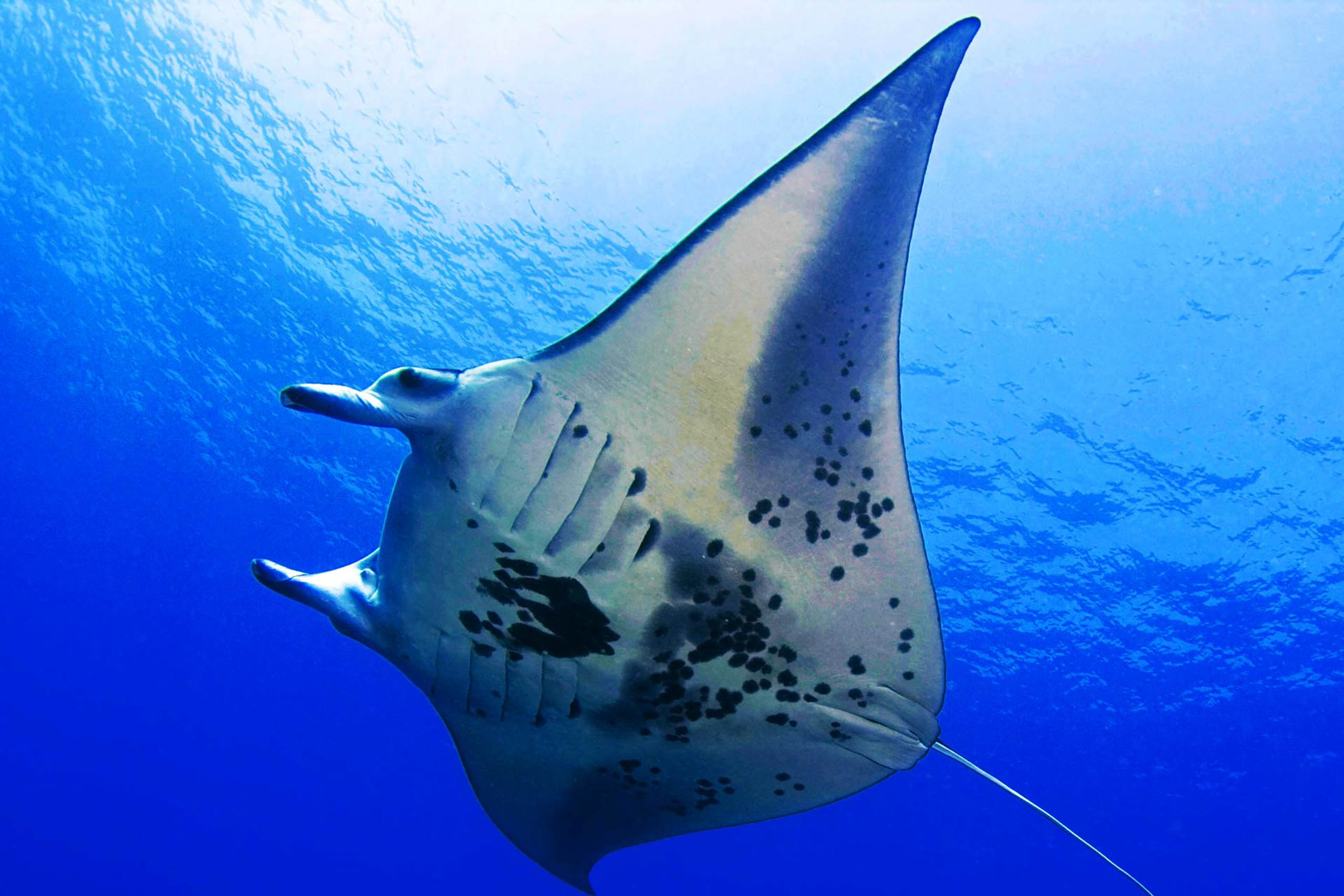 https://www.hawaiitours.com/wp-content/uploads/2020/02/manta-rays-gentle-giants-of-the-sea-and-snorkeling-with-them-is-an-unforgettable-experience-ocean-encounters-big-island-1.jpg