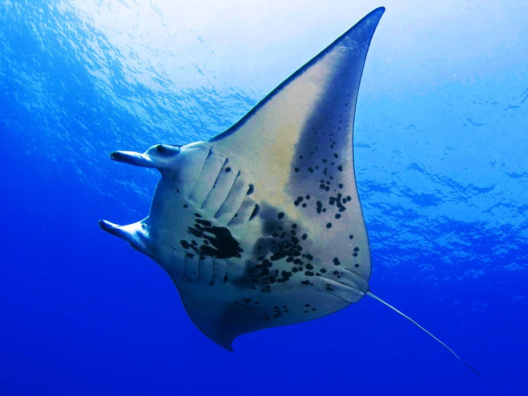 manta rays gentle giants of the sea and snorkeling with them is an unforgettable experience ocean encounters big island