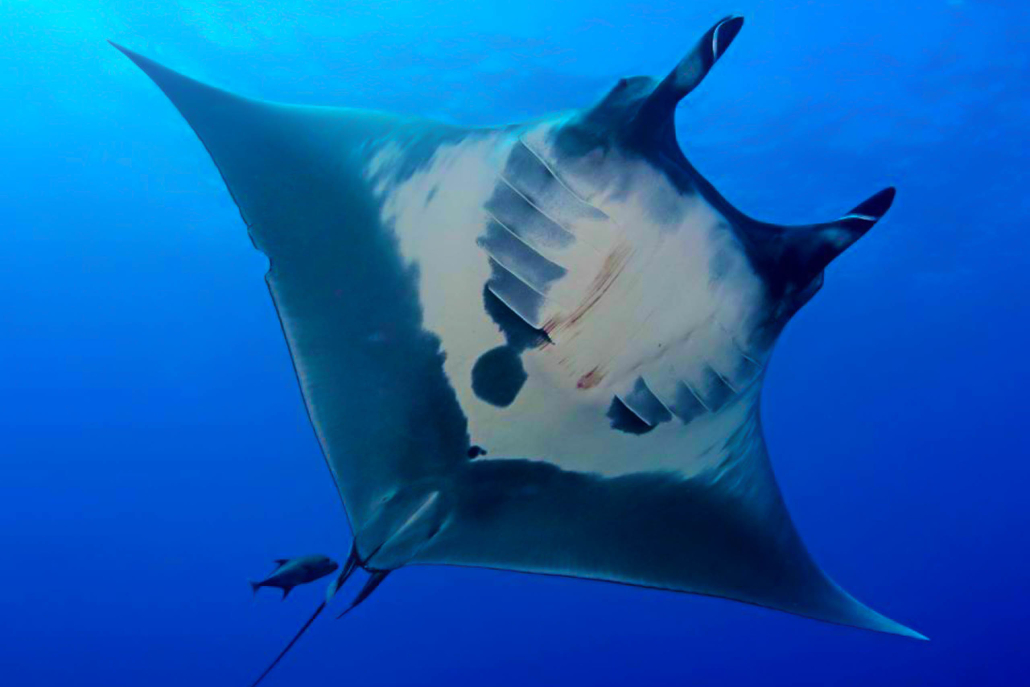 Manta Rays Graceful Ocean Creatures Off The Kona Coast Ocean Encounters Big Island 