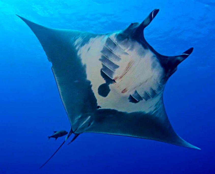 manta rays graceful ocean creatures off the kona coast ocean encounters big island