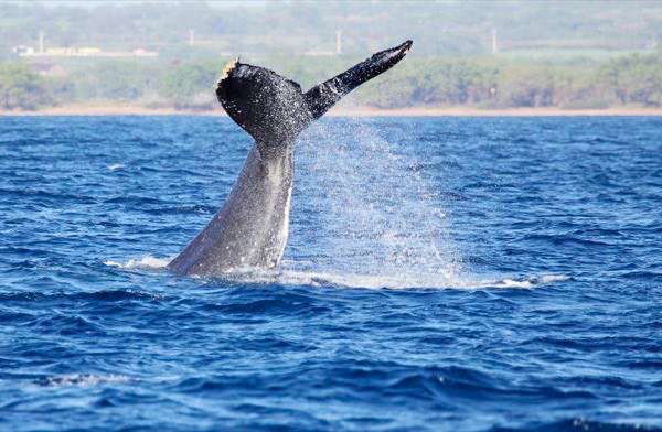 quicksilver lahaina whale watching maui quicksilver whale watch