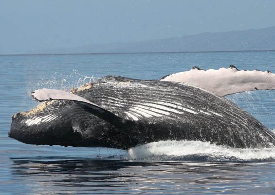 Quicksilver Maalaea Whale Watching Tour Slider Huge