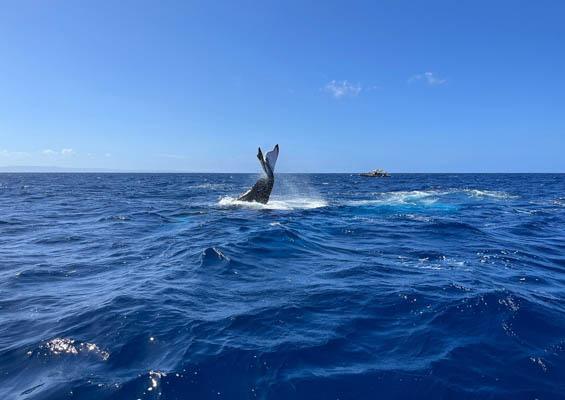 Quicksilver Maalaea Whale Watching Tour Slider Ocean