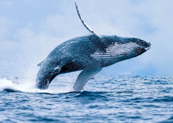 Quicksilver Maalaea Whale Watching Tour Slider