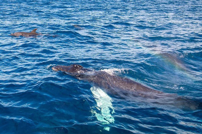 Sailtrilogy Maui Whale Watching Sail Closer Look