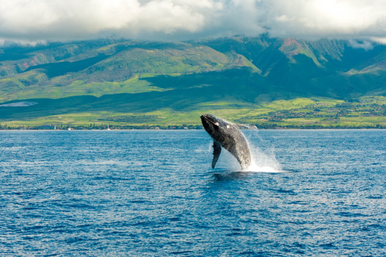 Sailtrilogy Maui Whale Watching Sail Closer View