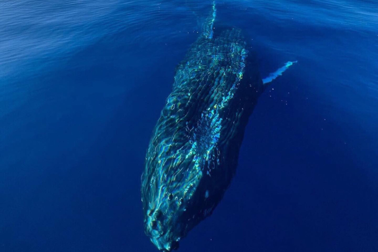 Sailtrilogy Maui Whale Watching Sail Journey Under Water