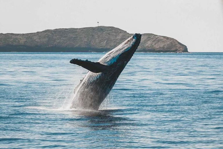 Sailtrilogy Maui Whale Watching Sail Whale Journey