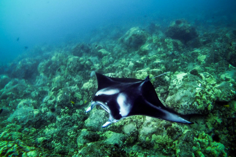 Swimwithdolphinsandmantas Big Island Manta Ray Night Snorkel Tour Manta Swimming