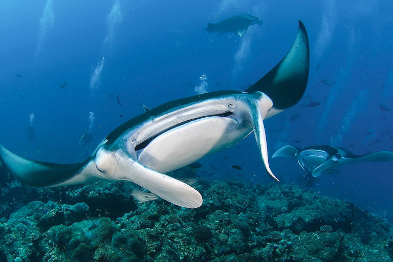 Swimwithdolphinsandmantas Big Island Manta Ray Night Snorkel Tour Snokel With Manta