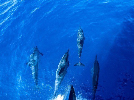 the big show humpbacks in action