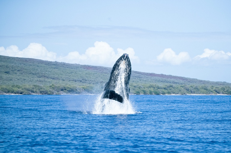 the magic of lahainas humpbacks