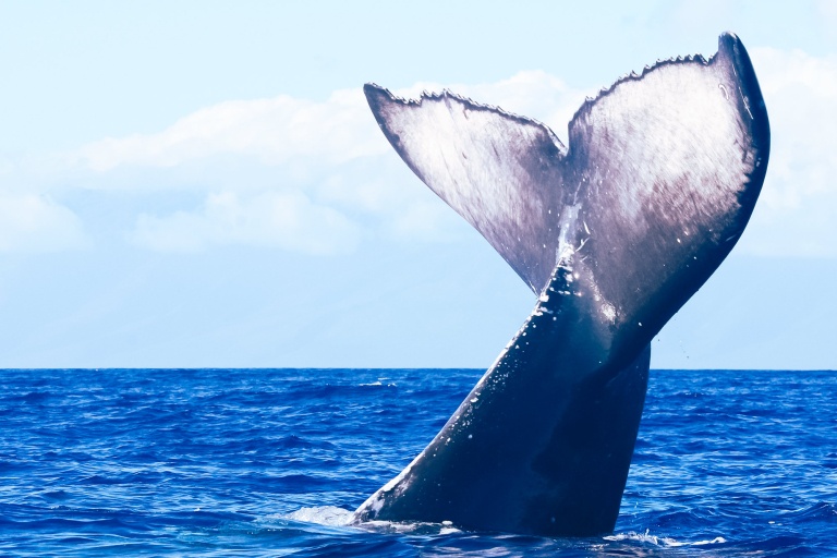 the majestic humpbacks of maui