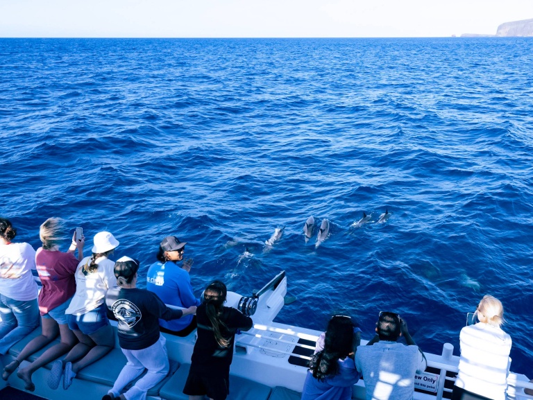 up close and personal with lahainas humpbacks