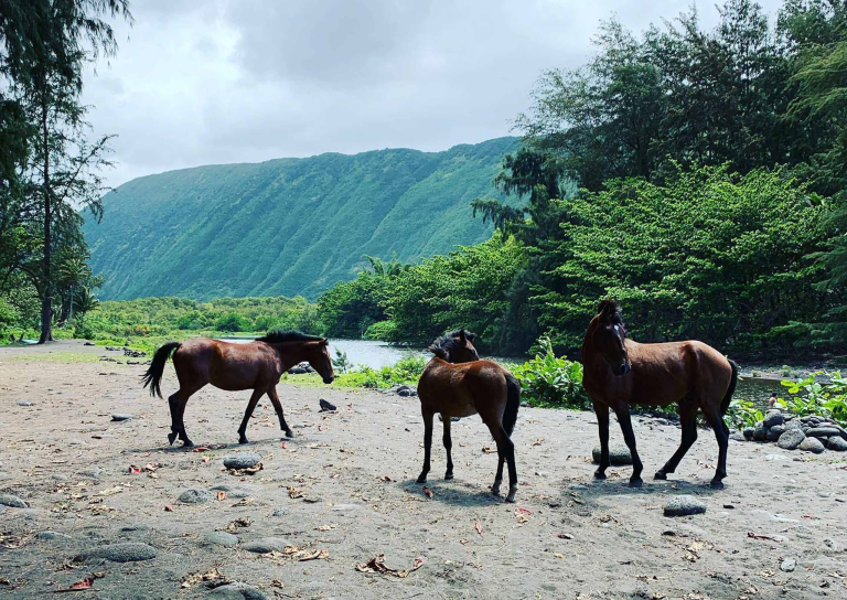 Waileahorsebackadventure Hilo Horseback Riding Tours Slide Horses