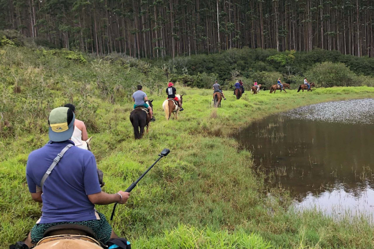 Waileahorsebackadventure Hilo Horseback Riding Tours Trail Ride Group