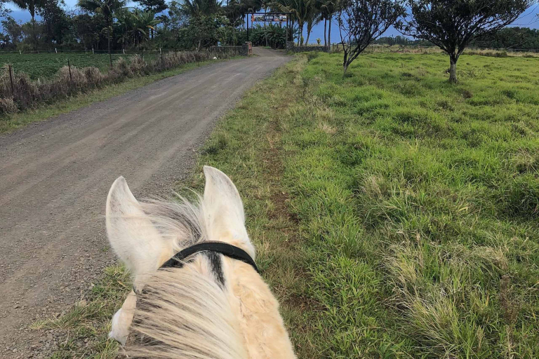 Waileahorsebackadventure Hilo Horseback Riding Tours Trail Ride Horse
