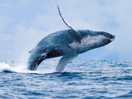 Whale Maui