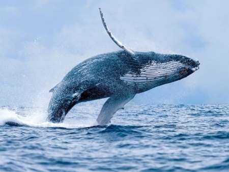 Whale Maui