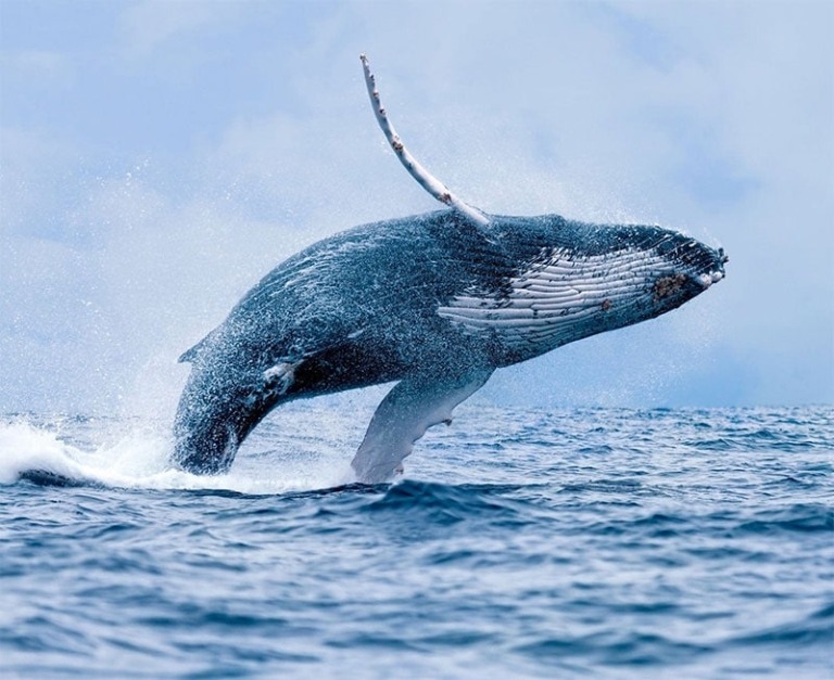 Whale Maui