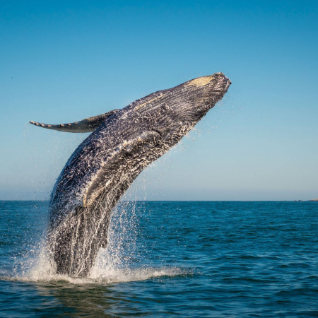 Whale Watching Cruise In Maalaea
