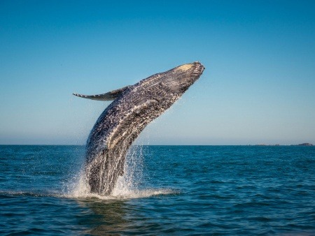 whale watching cruise in maalaea banner