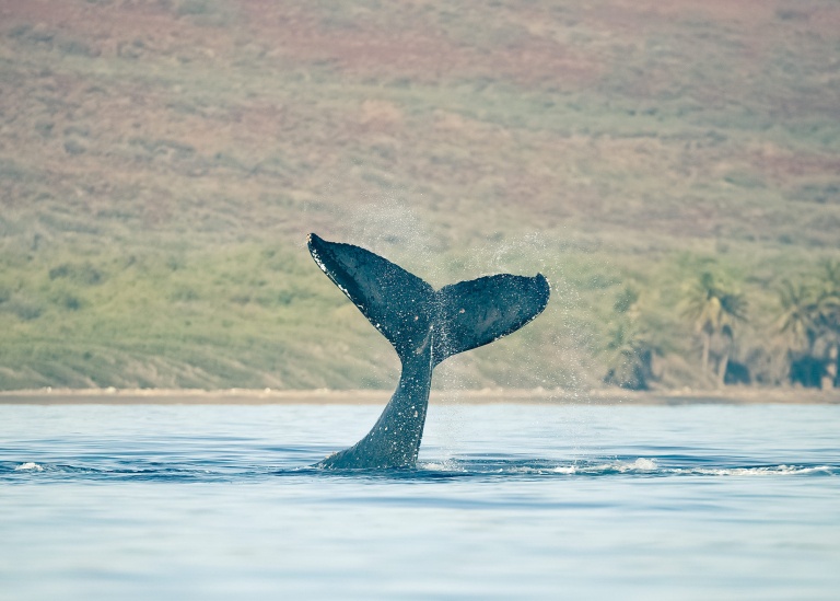 wild and free lahainas humpback migration