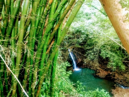 Bamboo Forest And Waterfalls Kauai Kipu Tours