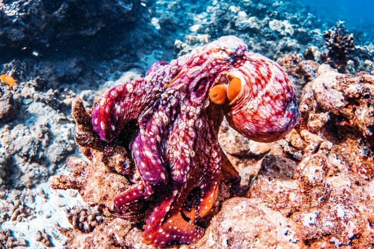 octopus and olowalu reef sail trilogy