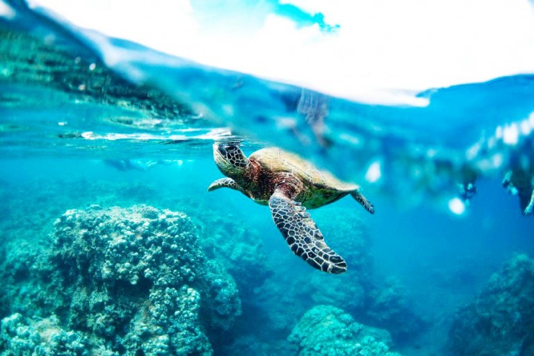 sail trilogy hawaiian sea turtle