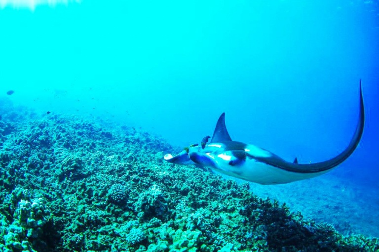 sail trilogy olowalu reef and manta ray