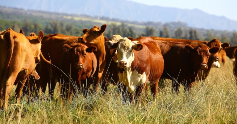 Share The Area With Cattle Kipu Tours Kauai