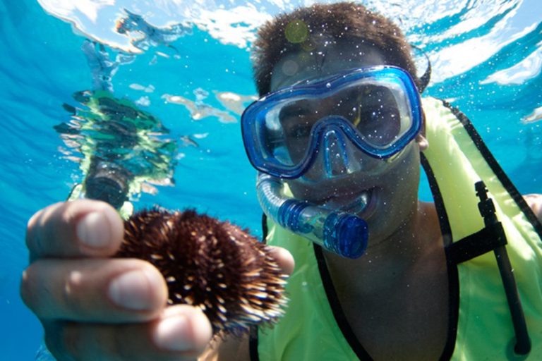 Kona Snorkel And Thrill Ride Sea Urchin
