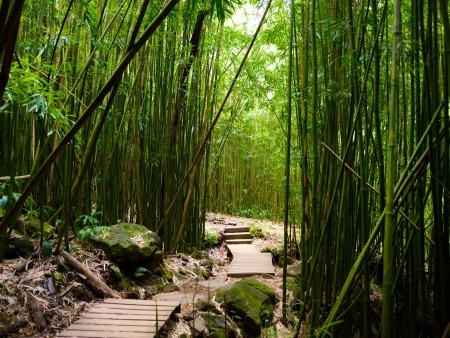 popular pipiwai trail in haleakala national park on maui hawaii