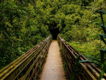 a hiking trail that tunnels through a bamboo forest along the pipiwai trail in maui hawaii