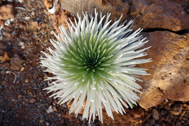 Haleakala Hike Plant