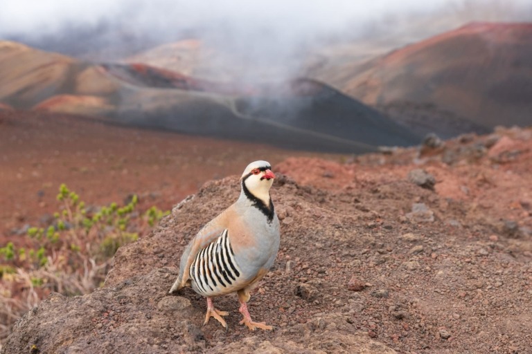 Haleakala Summit Hike Bird