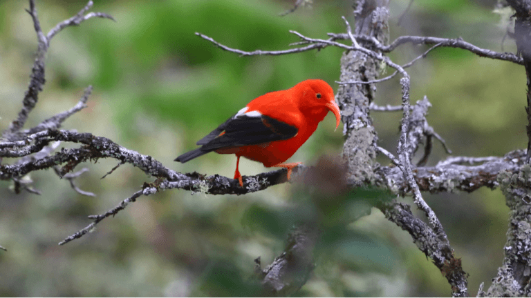 i'iwi cloud forest maui