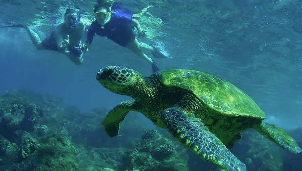 Aloha Hawaii Tours Snorkel Turtle