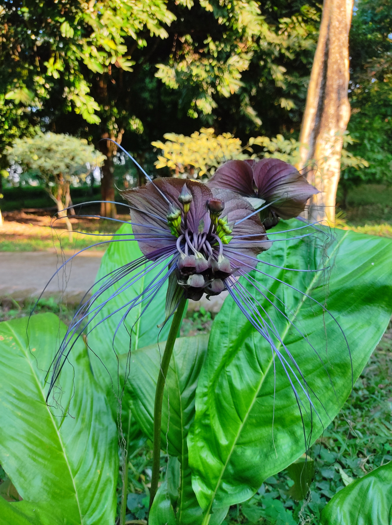 Bat Flower