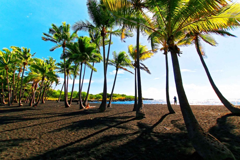 Bigisland Deluxe Volcano Experience Tour Feature Coconut Trees In Punaluu Black Sand Beach