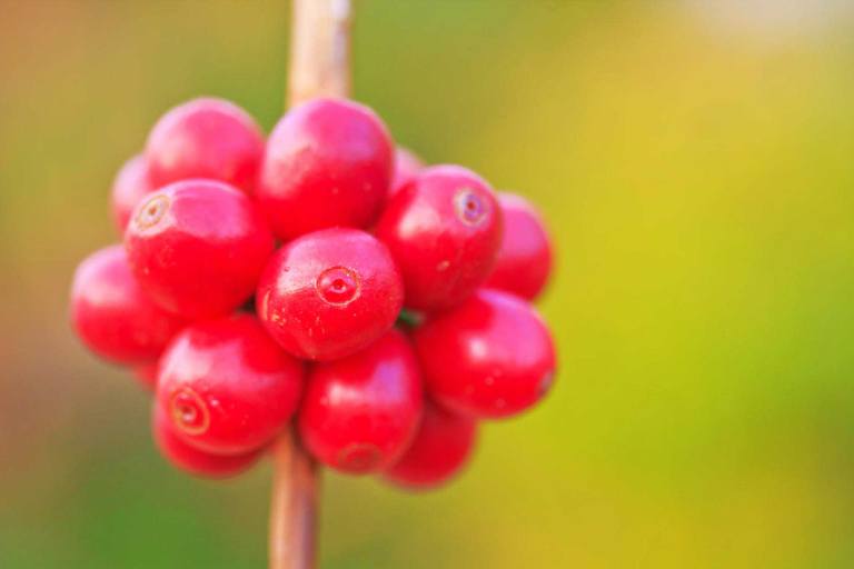 Bigisland Deluxe Volcano Experience Tour Feature Coffee Berries